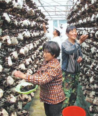 大力发展特色精品农业激发创业致富内生动力