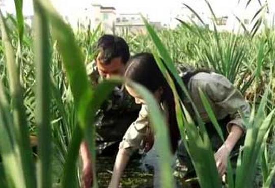农村夫妻废水田培植一种宝贝,四季生长,一斤就卖20元