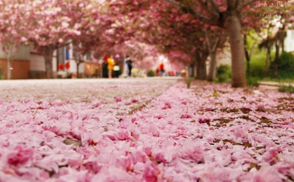 美丽的樱花作文,圣洁的樱花｜烟台中小学生习作园地