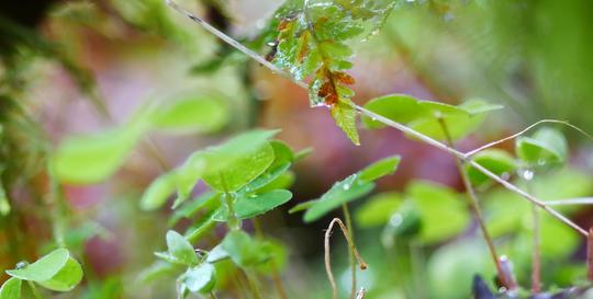4k大自然植物微距拍摄_3840x1960_高清视频素材下载