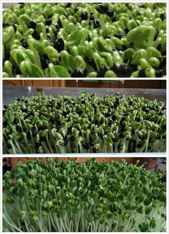 无公害芽苗菜