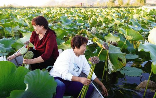 发展观光农业旅游意义,旅游农业创业需要什么条件?(图3)