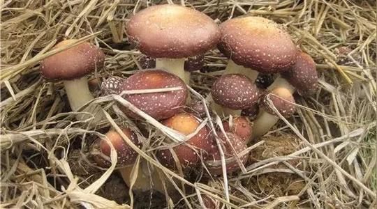 致富|商机来了,20多个农村致富项目都给你!