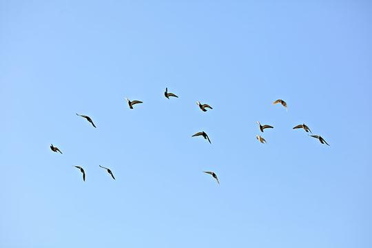 鸽子,蓝天,飞