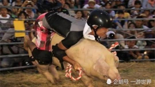 日本人真是脑洞清奇:骑猪比赛看谁时间长,场面太搞笑