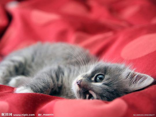 猫壁纸图片