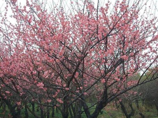 福州鼓岭梅花园双色梅