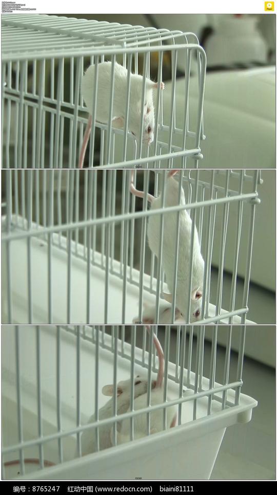 实验室小白鼠实拍视频素材