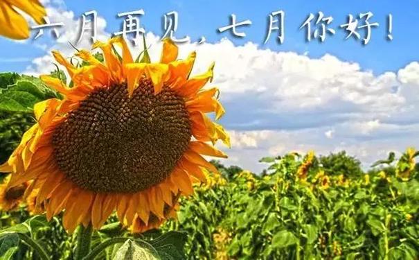 七月开头的短句,七月开头语美篇?-语录网