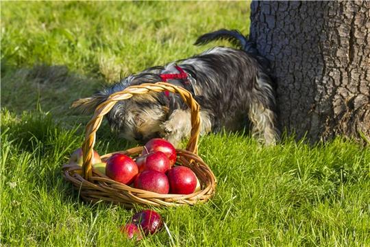 约克郡犬_苹果_图片大全—全景创意图库（quanjing.com）中国领先的正版图片视频素材网站
