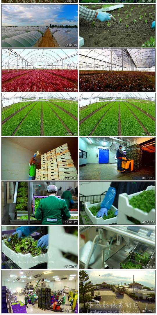 现代大棚蔬菜农业绿色生态有机农场种植加工企业宣传视频素材-图1