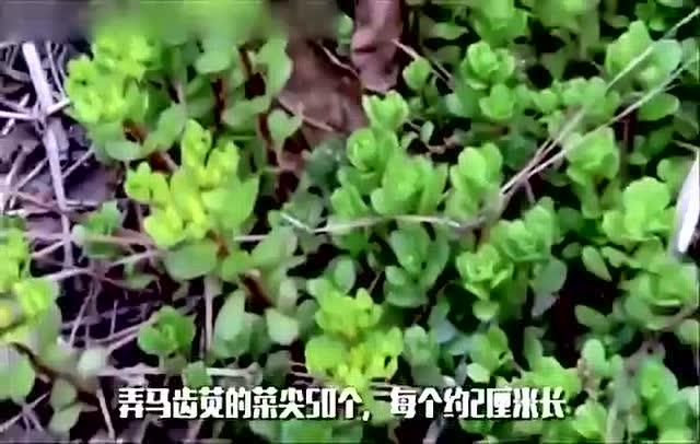 蛇缠腰是什么病图片