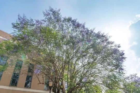 福州又一景火遍抖音,被蓝花楹攻陷美出天际,比澳洲和