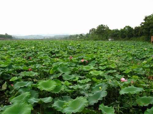 以前每亩地年收入不足500元,现在集中流转种瓜后,"土地流转金+惠农