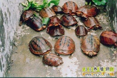 娱乐城:生财有道养龟:广东惠州李艺养金钱龟年产值千万