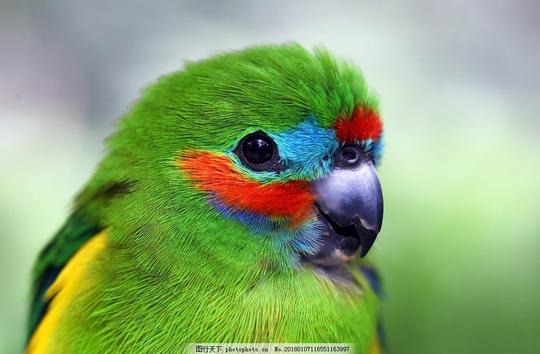 鹦鹉绿色鹦鹉鸟鹦鹉特写鹦鹉桌面可爱鹦鹉摄影生物世界