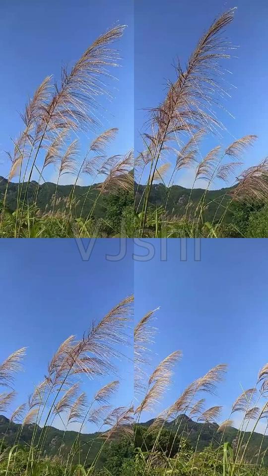 风中的芦苇_576x1024_高清视频素材下载(编号:2741254