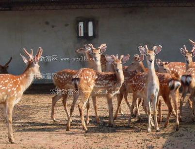 养殖梅花鹿赚钱吗?看山西张拽生养殖梅花鹿赚钱致富
