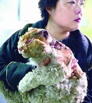 禁止虐待动物需要专门立法吗