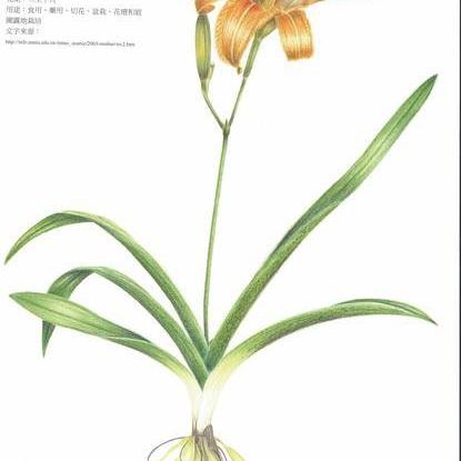 花各部位的介绍图 头条搜索