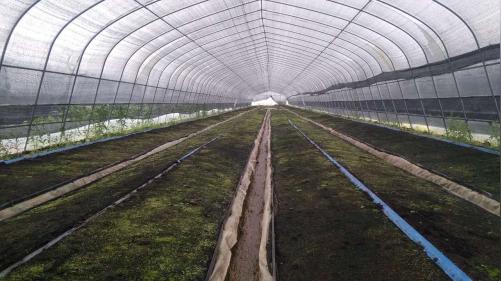 湖南丰华泽白芨打造您心目中创业种植的道路