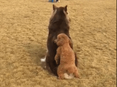 泰迪小色狗搞笑可爱萌萌哒gif