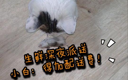 当你喂的流浪猫半夜给你送外卖