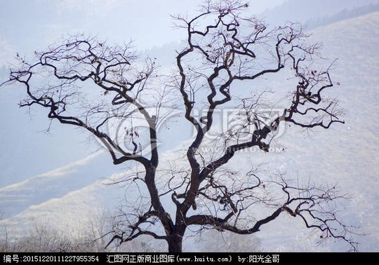 树枝柿子树树枝素材山区户外唯美虬枝生命树枝背景柿子树枝