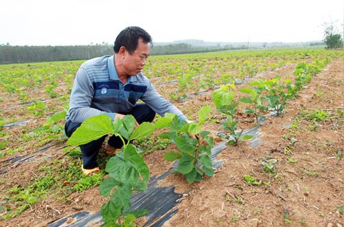 [图文]海南儋州雅星镇:种桑养蚕促增收