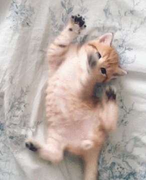 动物狗狗狗猫猫咪小猫桌面291_360竖版竖屏手机gif动态图