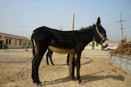 新疆驴鑫正专业肉驴生产厂家具体价格面议驴3