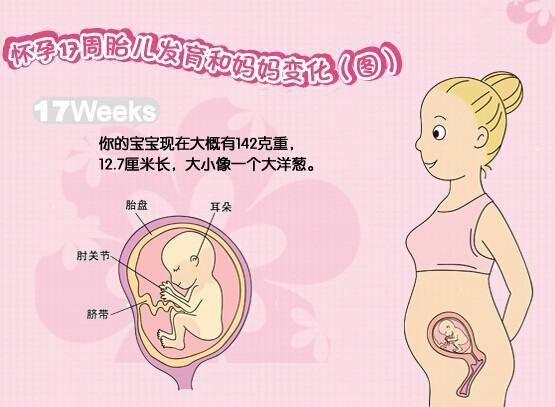 四个月胎儿位置示意图图片