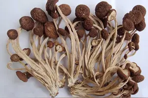 茶花菇 头条搜索