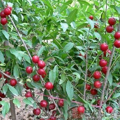 秋季干燥如何预防宝宝便秘呢