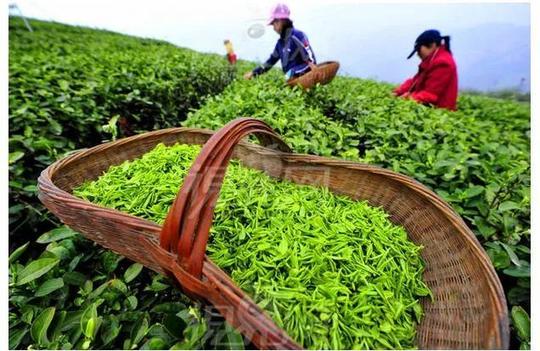 观茶山日落日出,在茶园里拍拍照,尝一口凌云茗茶,读读古书,也不失为