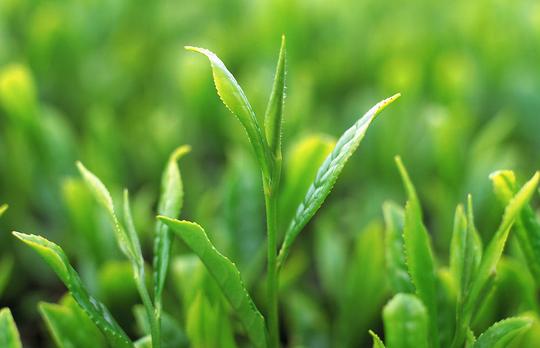 首福茶叶加盟怎么样