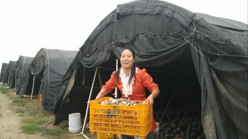 农村年轻夫妻搞种植，7个大棚投资11万，一年赚30万，挣钱又自由