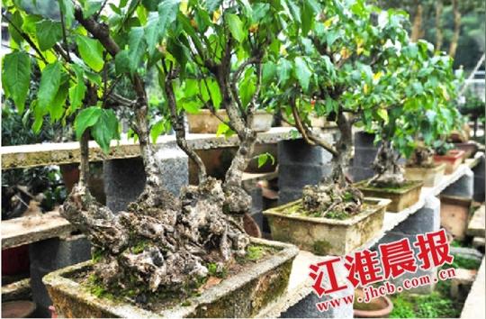 爷爷栽下树苗孙子拿来卖盆景