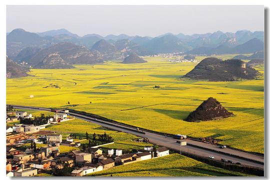 【春赏罗平油菜花摄影图片】云南罗平金鸡岭风