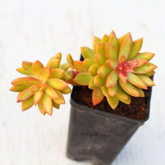 创业计划的主要着重点为多肉多浆植物的培育