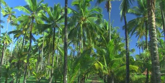 海边椰树林特写镜头高清实拍视频素材