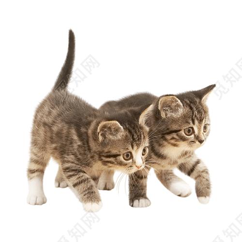 两只小猫图片