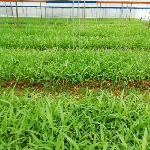 贵珍草白芨栽培技诺基亚n9怎么样能,无忧创业的靠得住