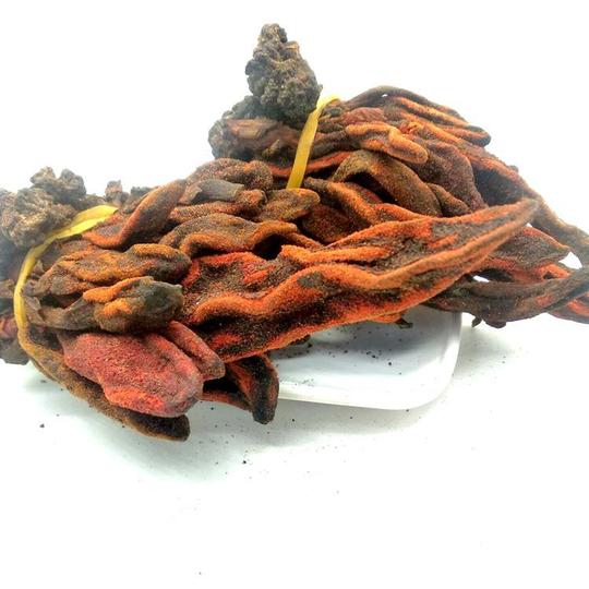 批发中药材回春草顶天柱草苁蓉不老草