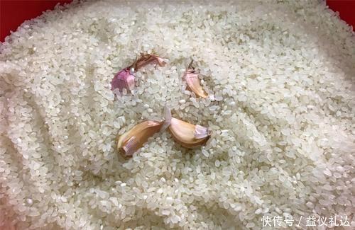 大米中的米虫是怎么产生的