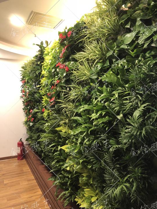北京创业大厦植物墙项目完工|金信动态|室内植物墙|墙