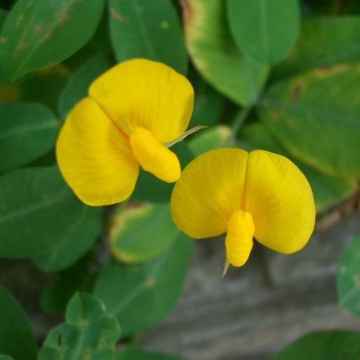 蔓花生 头条搜索