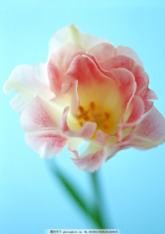 粉色鲜花花朵花语花艺鲜花物语摄影花草植物树木