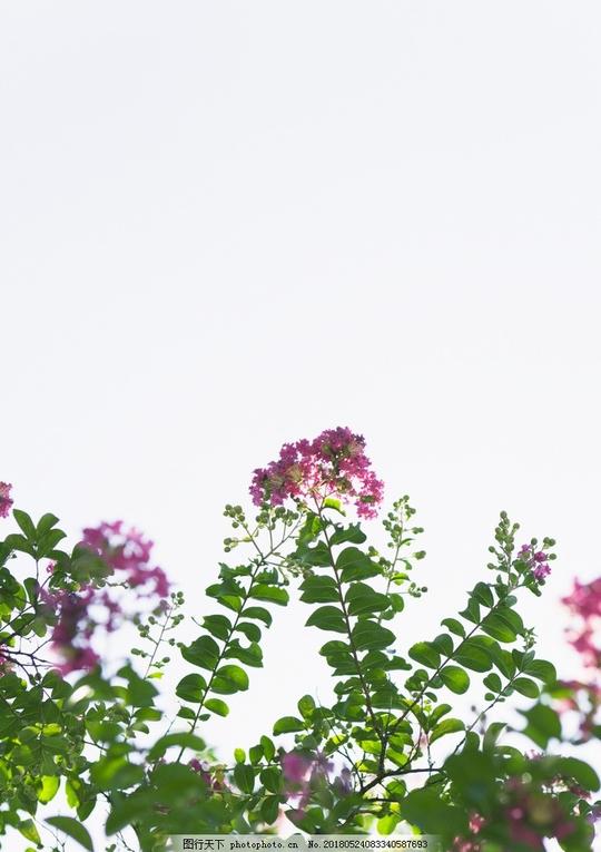 虞美人鲜花花语花艺摄影生物世界花草