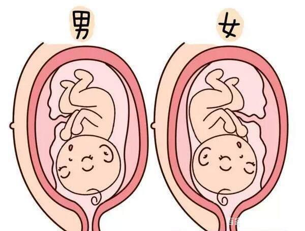 子宫后位胎盘前壁是什么意思